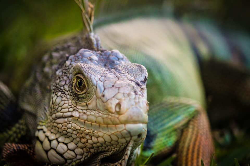 Iguana