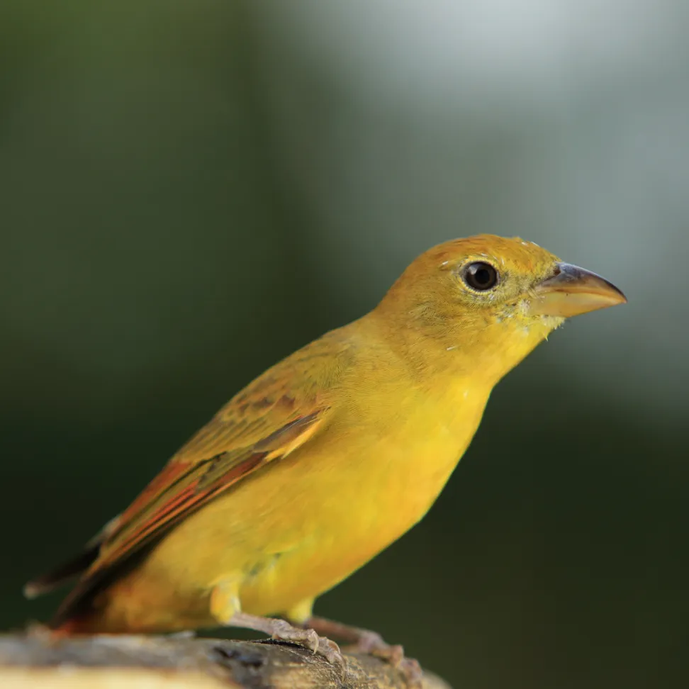 Piranga rubra es un ave que puedes encontrar en nuestro bio campus UNAC